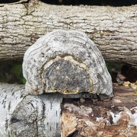 Wolf Eye On Bracket Fungus - Hand Drawn - Picture 2 of 3